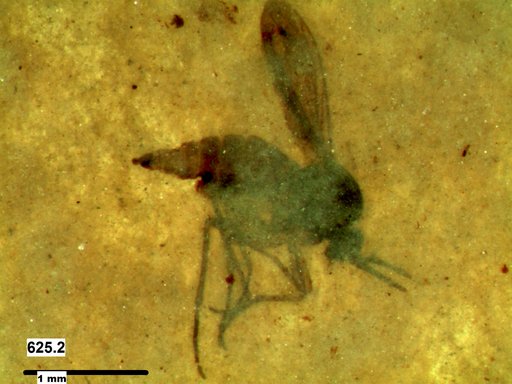 Diptera