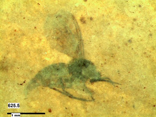 Diptera