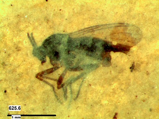 Diptera
