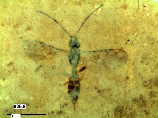 Ichneumonidae