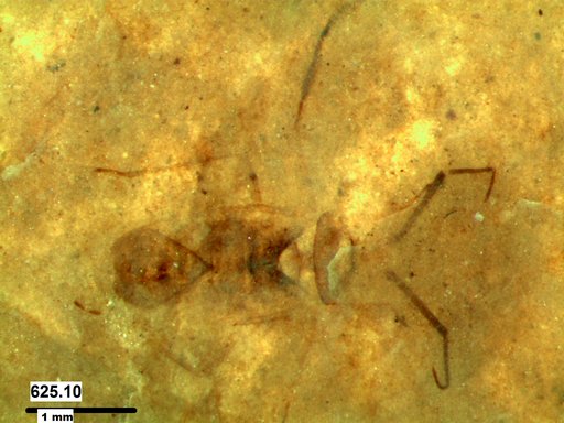 Insecta