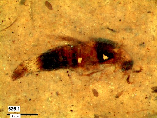 Genus sp