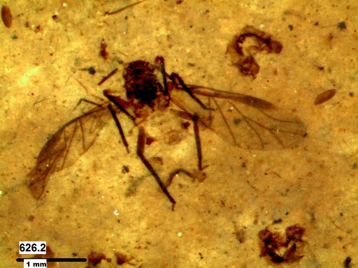 Aphididae