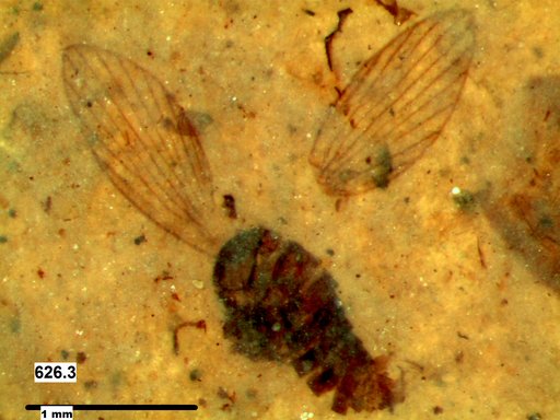 Psychodidae