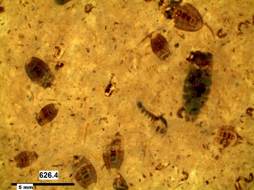 Corixidae