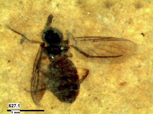 Diptera