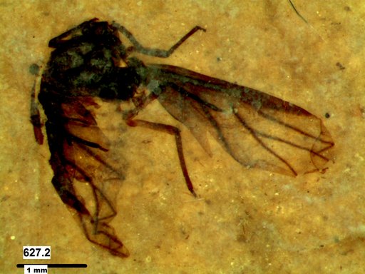 Aphididae