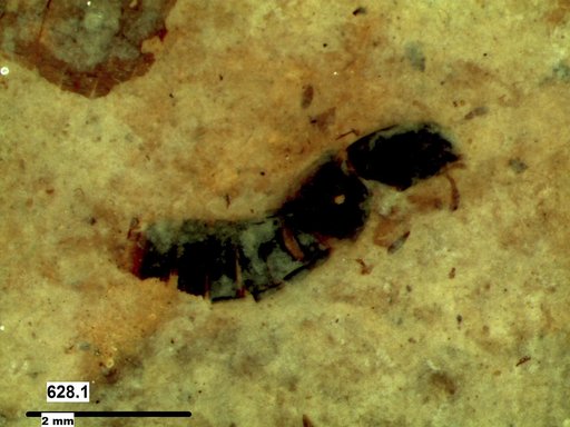 Genus sp