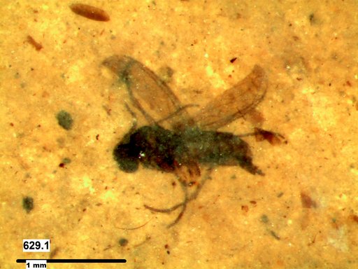 Diptera