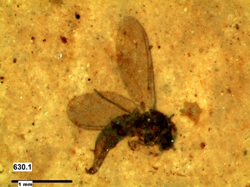 Diptera