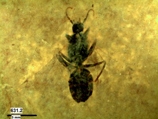 Formicidae