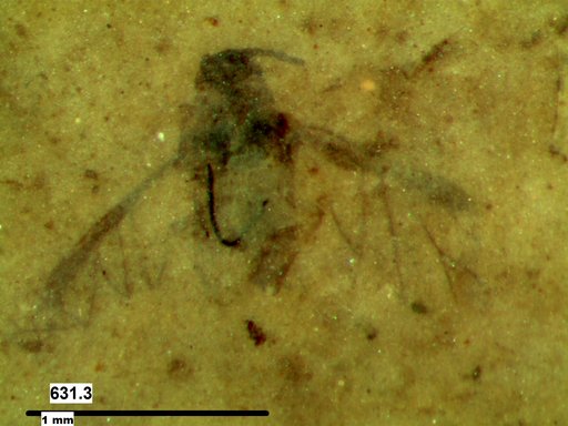 Aphididae