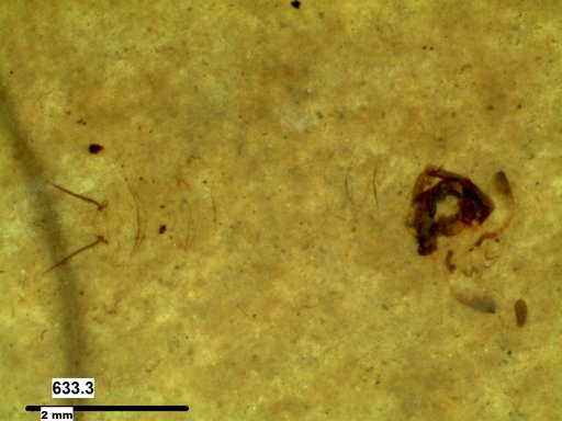 Diptera