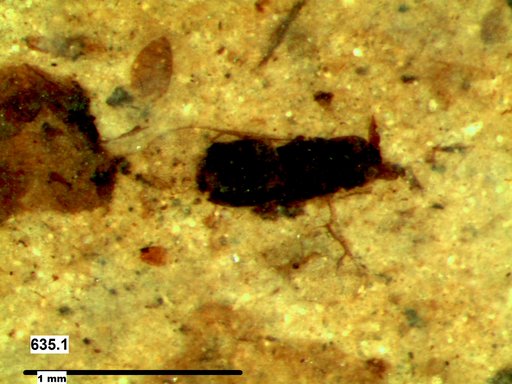 Genus sp
