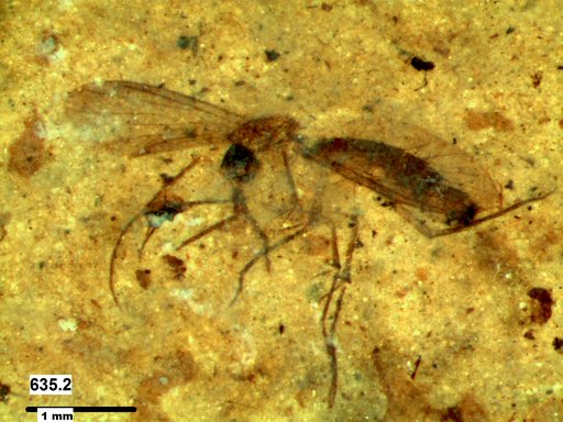 Mycetophilidae
