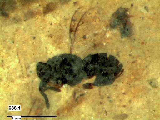 Genus sp