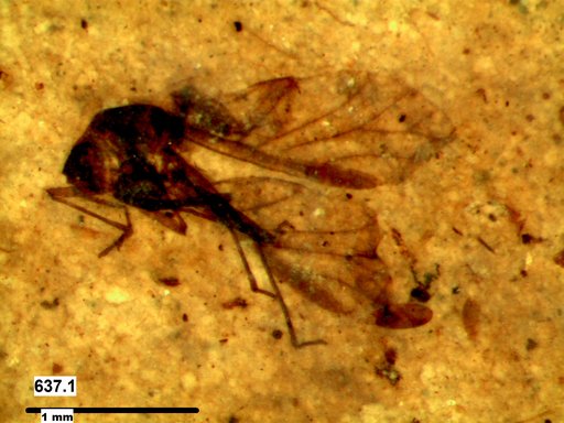 Aphididae