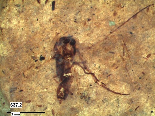 Diptera