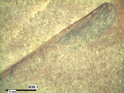 Insecta