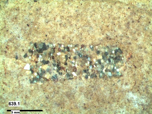 Genus sp