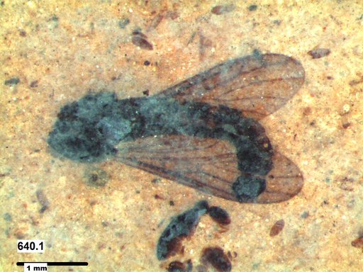 Genus sp