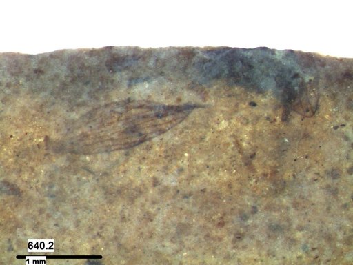 Psychodidae