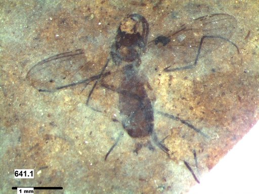 Mycetophilidae