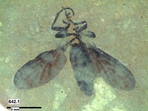 Genus sp
