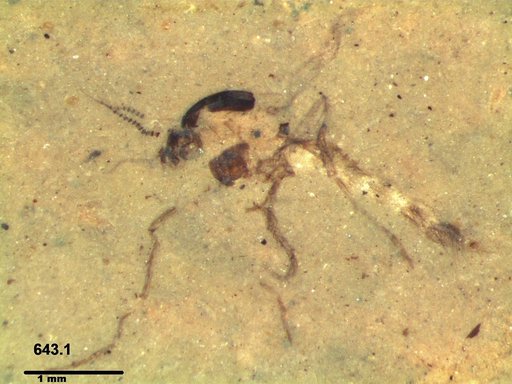 Chaoboridae