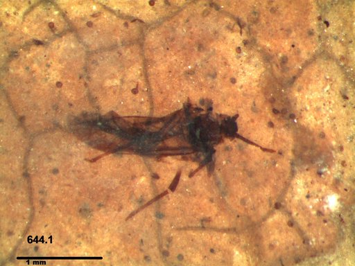 Aphididae