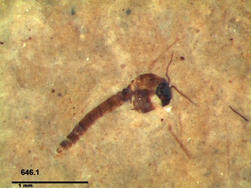 Diptera