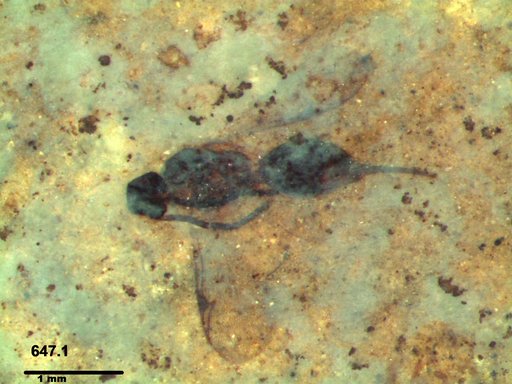 Proctotrupidae