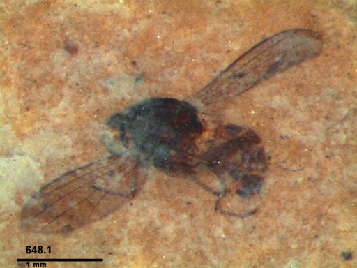 Diptera