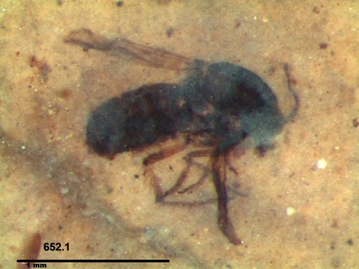 Diptera