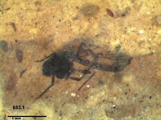 Aphididae