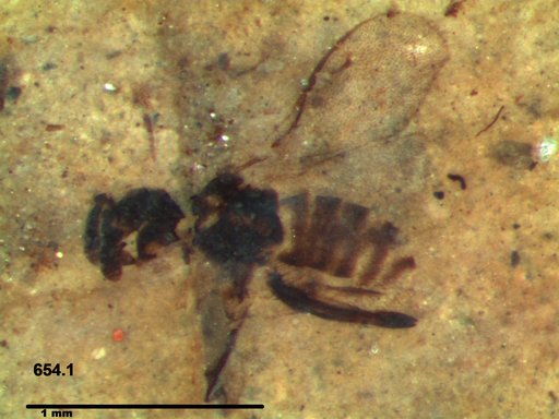 Genus sp