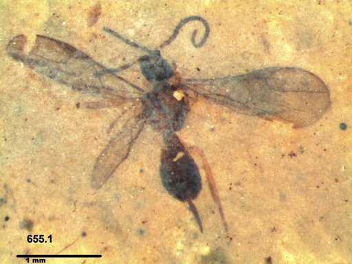 Braconidae