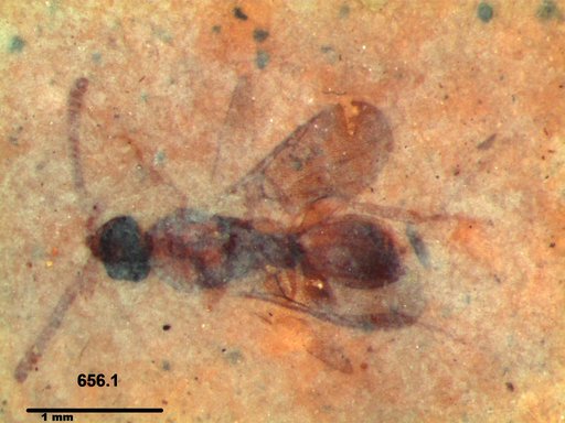 Diapriidae