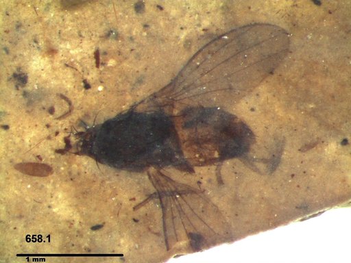 Diptera