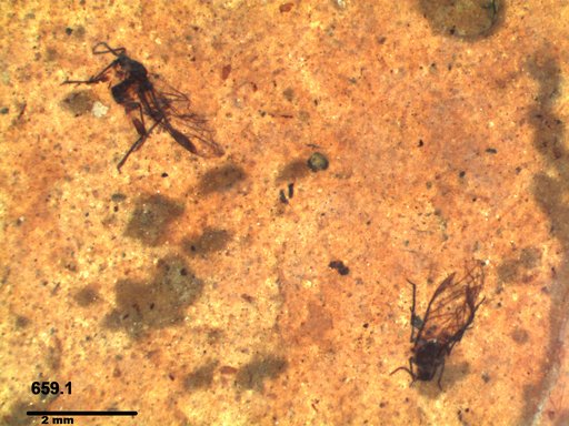 Aphididae