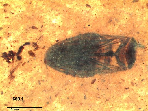 Corixidae