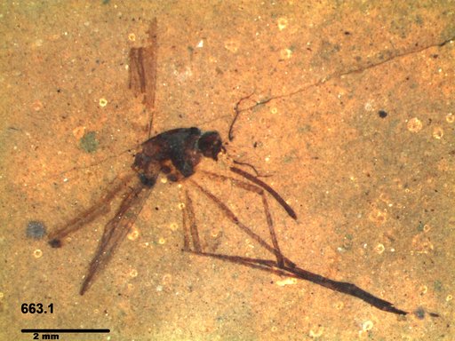 Genus sp