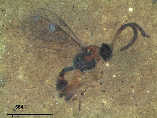 Ichneumonidae
