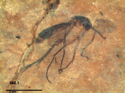 Mycetophilidae