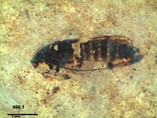 Insecta