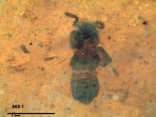 Genus sp
