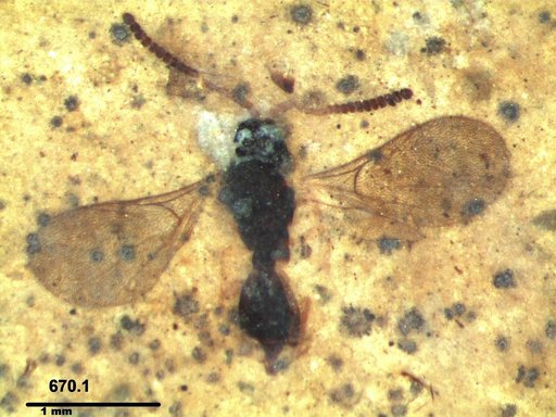 Diapriidae