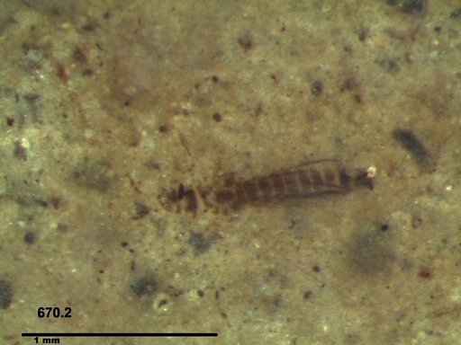 Genus sp