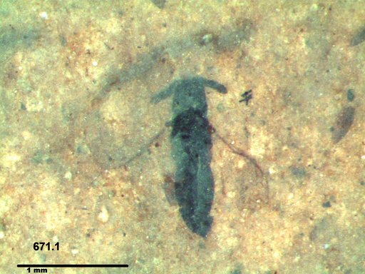 Genus sp