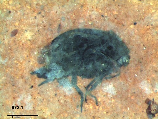 Mordellidae